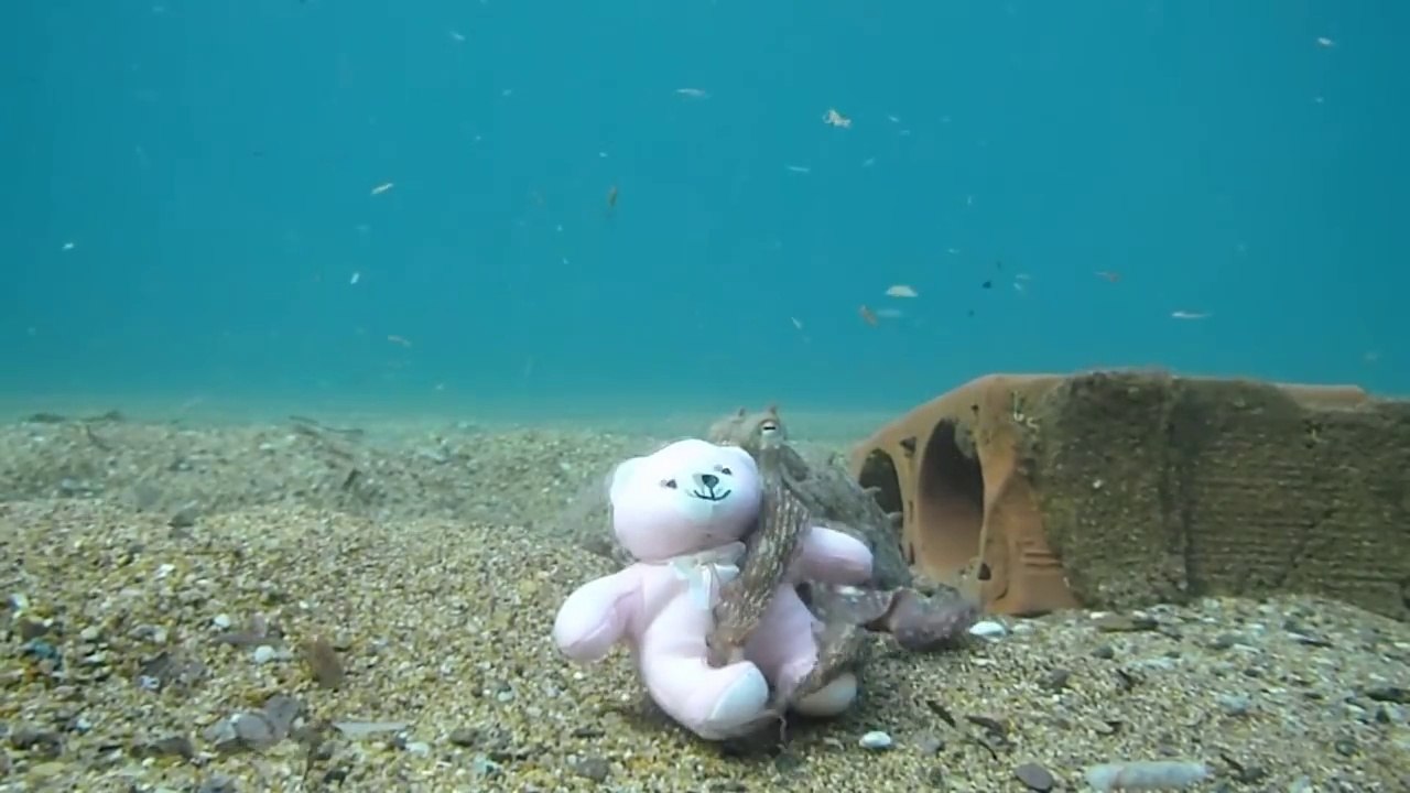 Calin d'une pieuvre sur un ours en peluche !