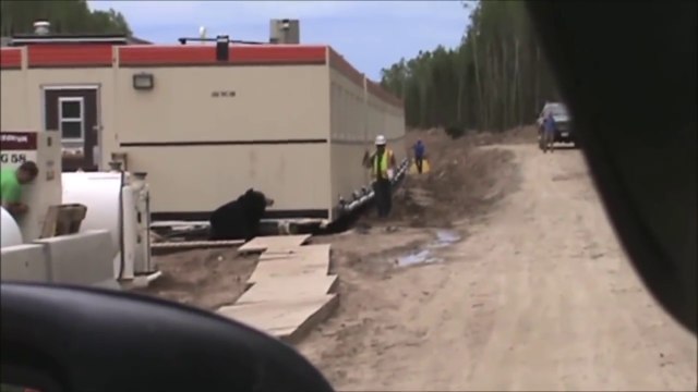 Un ouvrier surpris par un Ours sur un chantier !
