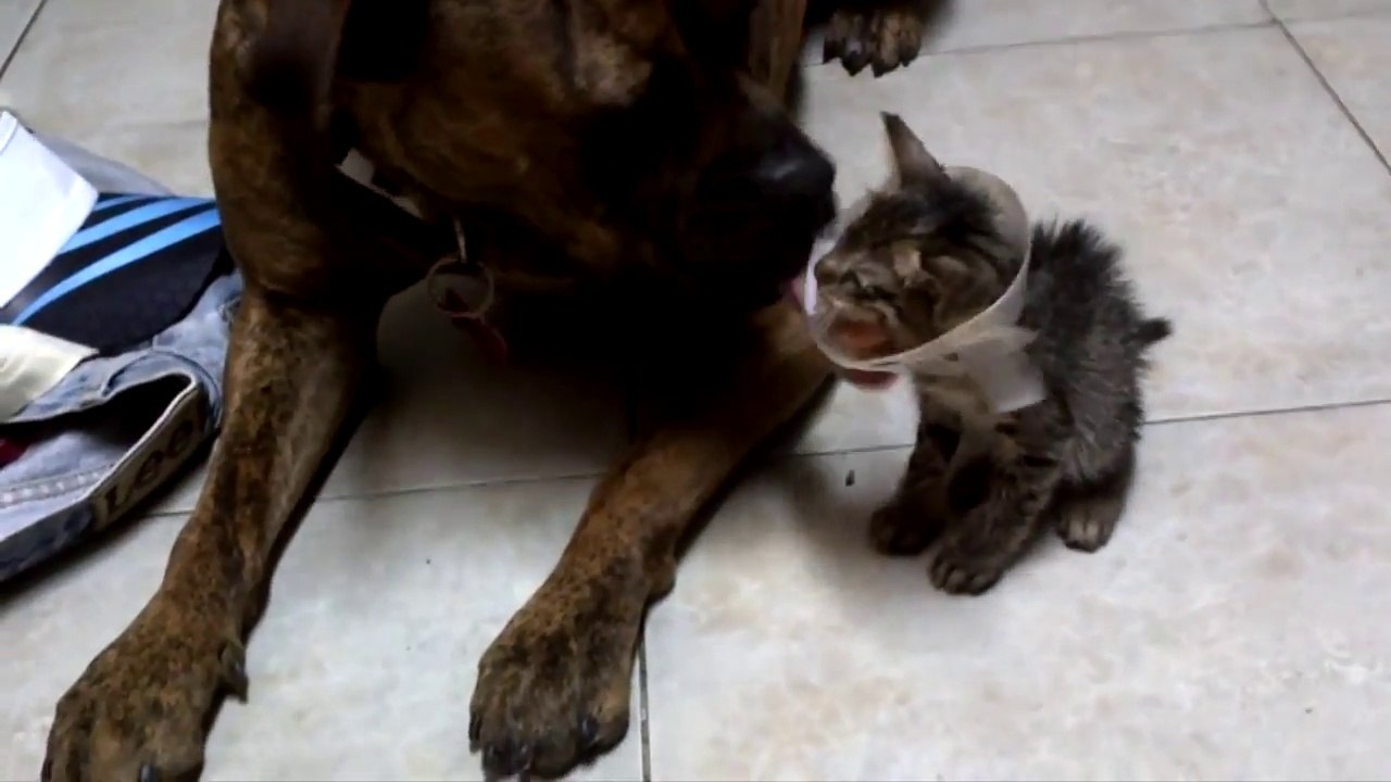 Grosses léchouilles d'un chien sur un chaton