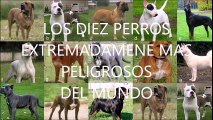 Los diez perros mas peligrosos del mundo.