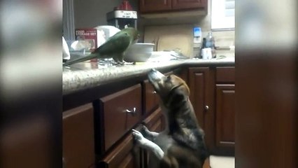 Köpeğe Makarna Yediren Papağan