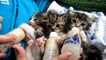 Bottle Feeding Baby Kittens