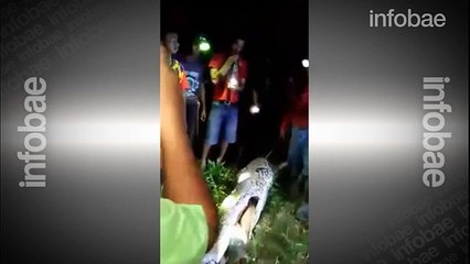 Una enorme pitón se trago un hombre en indonesia