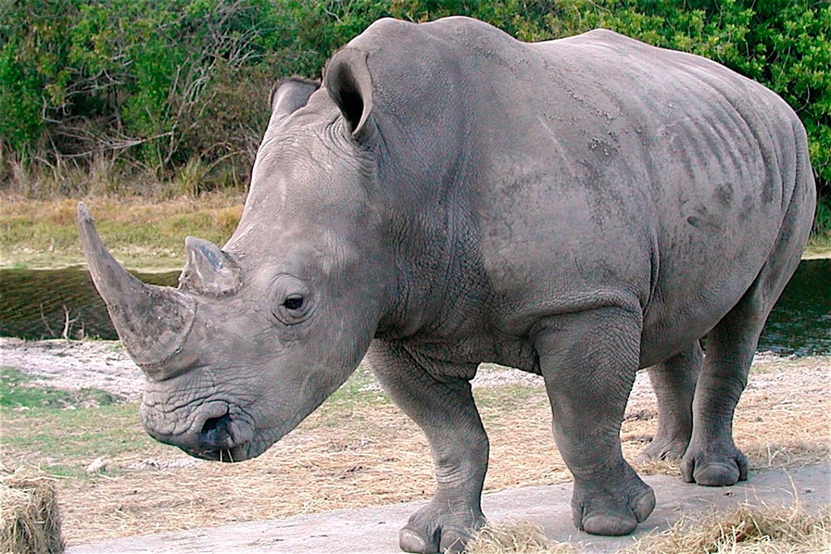 RINOCERONTE E HIPOPOTAMO ENCONTRO DE GIGANTES