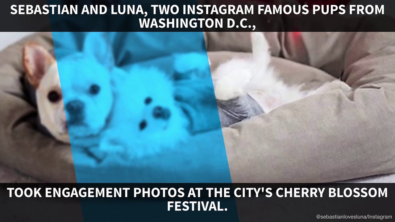 Cuteness overload: The internet loves these two pups' engagement photos