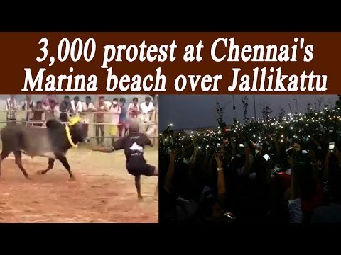 Jallikattu: Record 3,000 protest at Chennai's Marina beach | Oneindia News