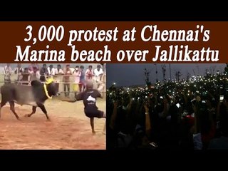 Jallikattu: Record 3,000 protest at Chennai's Marina beach | Oneindia News