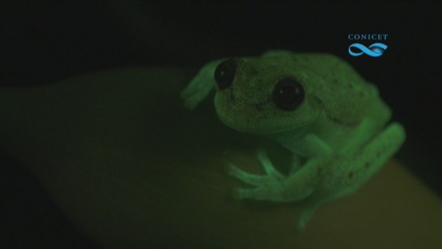 Científicos argentinos presentan el descubrimiento de ranas fluorescentes