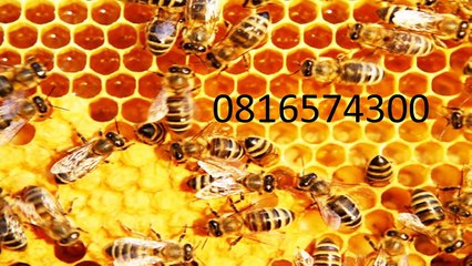 0816574300 Jual Madu Anak Biak Numfor