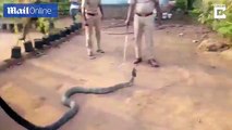 Thirsssty Much, Rescued king Cobra drinking water from Bottle