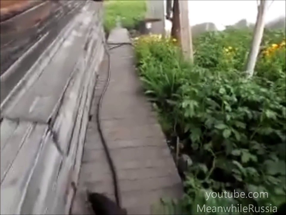 ELLE DEMANDE À SON CHIEN DE RAMENER LE CHAT À LA MAISON, MAIS REGARDEZ BIEN JUSQU'À LA FIN! IMPOSSIBLE DE NE PAS RIRE!