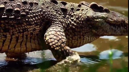 Les Caraïbes | Faune et Flore |  L’odyssée des crocodiles