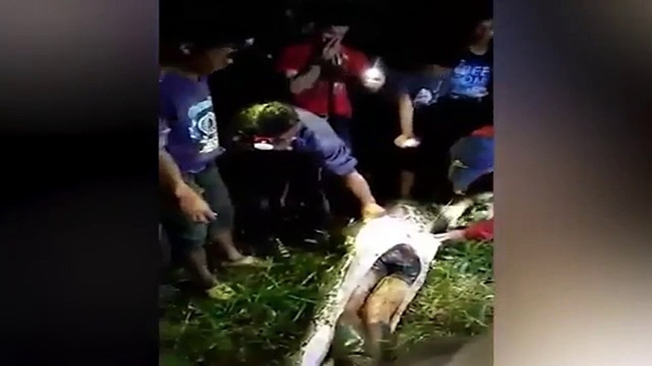 PYthon Eats Farmer Alive