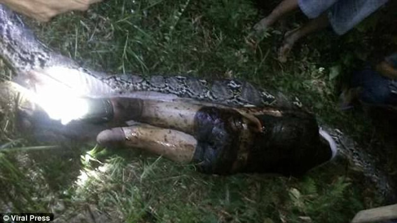 Dead Indonesian man found inside a 7-meter Python