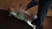 Adorable Bulldog Loves Being Vacuumed