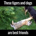 These tigers and dogs are best friends