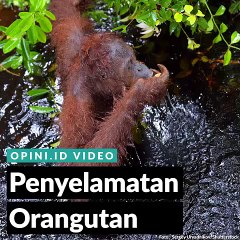 Penyelamatan Orangutan