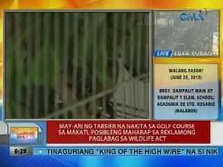 May-ari ng tarsier na nakita sa golf course, posibleng maharap sa reklamong paglabag sa Wildlife Act
