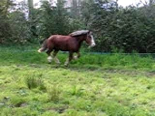 polen saut liberté 2