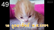 Theycallmemeaow | 100 ข้อเกี่ยวกับช่องนี้ Ep.3