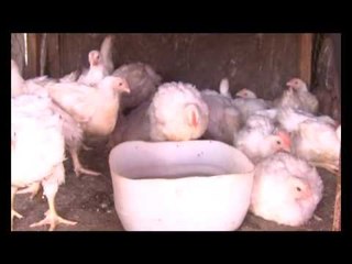 Pénurie de poulets à quelques jours de la Korité