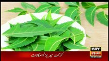 Daily Health Tips: Benefits of Papaya Leaf