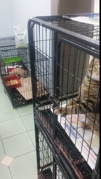 Sie setzen diese Katze in einen Käfig, aber dann Momente später ... schau dir an, was diese Katze macht, WOW.
