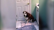 Ce chien déteste quand c'est l'heure du bain