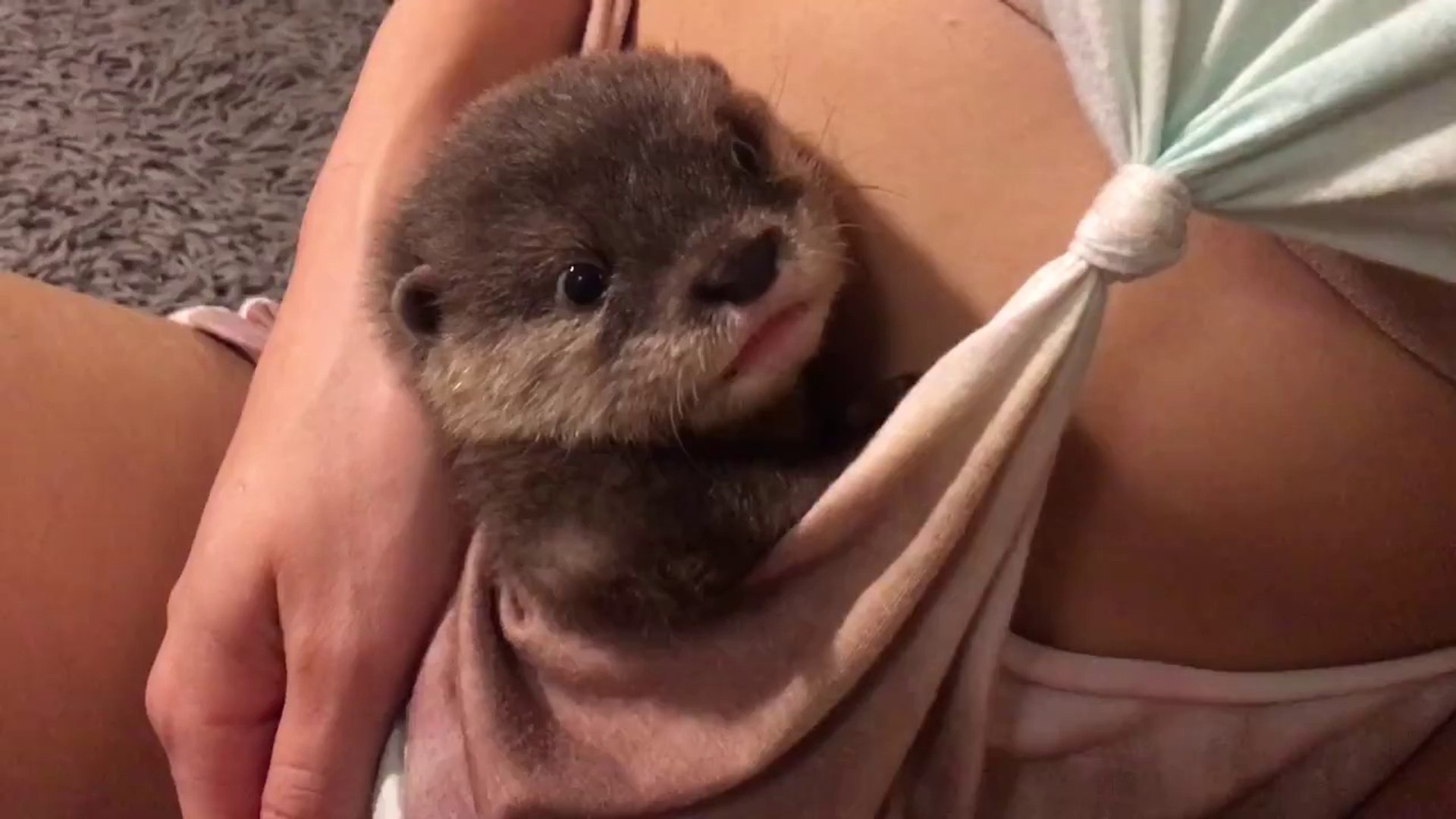 Ce Bebe Otarie Se Prend Pour Un Kangourou Trop Mignon Video Dailymotion
