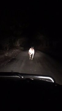 C'est moi que tu regardes comme ça?! pas commode le kangourou