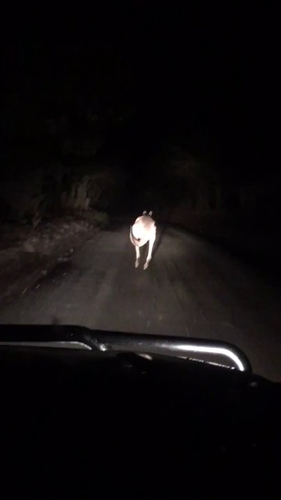 C'est moi que tu regardes comme ça?! pas commode le kangourou