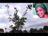 Aversa (CE) - Un albero di mimosa in memoria di Annalisa Durante (28.03.17)