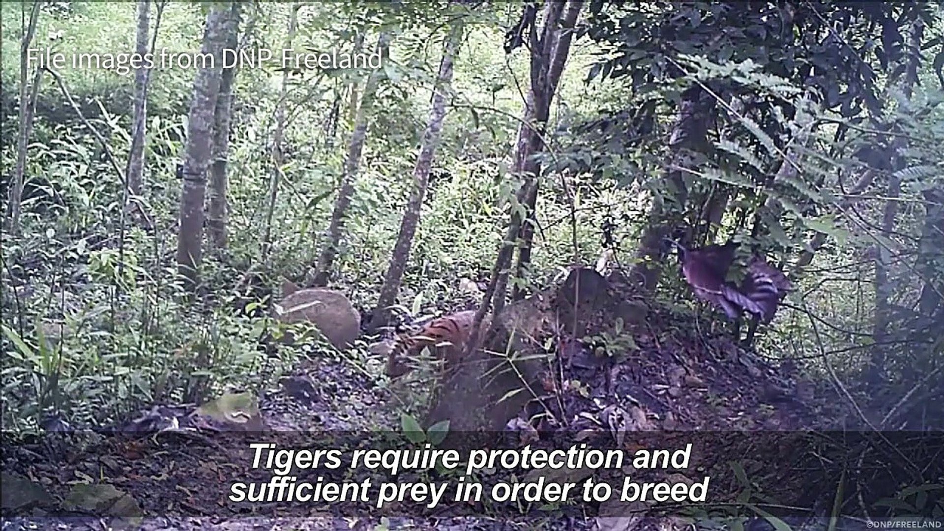 Wild Thai tiger cub footage sparks hope for endangered species
