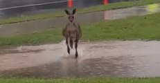 Wet Kangaroo Charges at Curious Man Amid Brisbane Flash Flooding