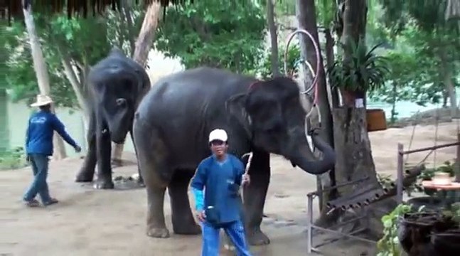 Amazing! Thailand. Dancing elephants!