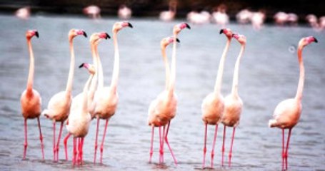 Tuzlu Sulak Alanı'nda Yaşayan 230 Çeşit Kuşu, Tüm Dünya İzleyebilecek