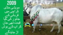 365 || Cow mandi || Karachi sohrab goth || Dilpasand Cattle Farm || Sibi Bhagnari