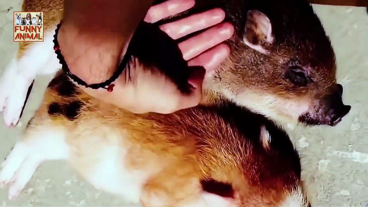 Cute Micro Pig - Cute Mini Pig