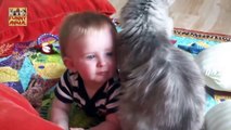 Cute Cats Love Babies - Amor de gatos lindos bebés