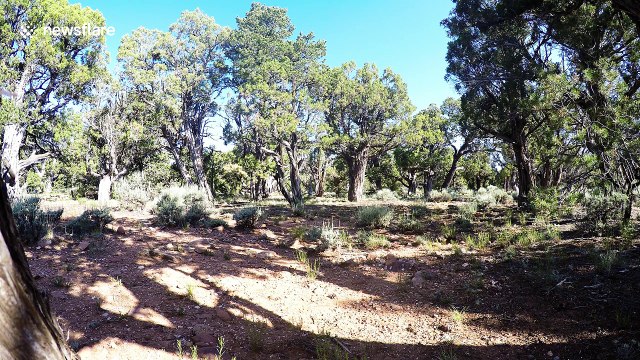 Curious elk approaches and licks GoPro in Grand Canyon