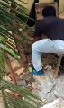 Brave Guy Catches Cobra By Hand After Digging Hole Under House