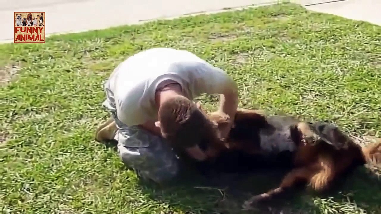Dogs Welcoming Soldiers Home - Bienvenida a casa soldados perros