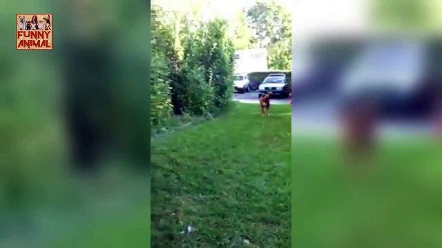 Funny Dogs Afraid of Cats - Perros graciosos de gatos