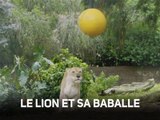 Les lions ne sont vraiment rien que des gros chats