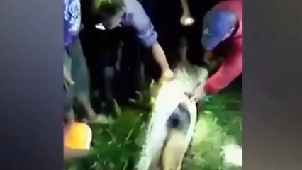 Indonesian Man Eaten by Large Python