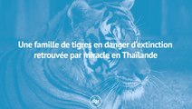 Une famille de tigres en danger d'extinction retrouvée par miracle en Thaïlande
