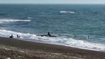 هذا الصباح-الحيتان القاتلة وأسود البحر معركة بشواطئ الأرجنتين