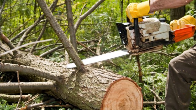 West Texas Tree Service - (325) 338-1289