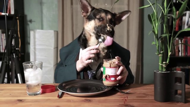 Ce chien mange comme un homme... Hilarant !