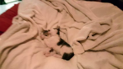 Kitten terrorizes his brother while trying to sleep